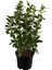Videolu Kartopu Viburnum Lucidum Fidanı 5 Adet Saksılı/ Tüplü 15-30 cm Doğal Çit Duvar Bitkisi 2