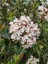 Videolu Kartopu Viburnum Lucidum Fidanı 5 Adet Saksılı/ Tüplü 15-30 cm Doğal Çit Duvar Bitkisi 4
