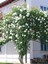 Videolu Beyaz 1 Adet Sarmasık Çardak Gülü Fidanı Saksılı 60-120 cm (Rose On A Pergola) 3