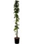 Videolu Beyaz 1 Adet Sarmasık Çardak Gülü Fidanı Saksılı 60-120 cm (Rose On A Pergola) 4