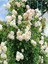 Videolu Beyaz 1 Adet Sarmasık Çardak Gülü Fidanı Saksılı 60-120 cm (Rose On A Pergola) 5