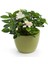 Videolu Kokulu Gardenya Bitkisi 25-40 cm Saksılı/Tüplü Dış Mekan Sarmaşık Bitkileri Jasminoides 2