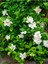 Videolu Kokulu Gardenya Bitkisi 25-40 cm Saksılı/Tüplü Dış Mekan Sarmaşık Bitkileri Jasminoides 3