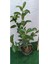 Videolu Lucidum Kartopu Çit Bitkisi 1 Adet Saksılı/ Tüplü 100-120 cm (Viburnum Tinus Lucidum) 2