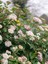 Videolu Lucidum Kartopu Çit Bitkisi 1 Adet Saksılı/ Tüplü 100-120 cm (Viburnum Tinus Lucidum) 3