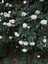 Videolu Lucidum Kartopu Çit Bitkisi 1 Adet Saksılı/ Tüplü 100-120 cm (Viburnum Tinus Lucidum) 5
