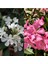 Videolu Beyaz ve Pembe Renkli 3 Adet Uzun Boylu Zakkum Fidanı Tüplü 40-85 cm (Oleander Sapling) 1