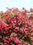Videolu Beyaz ve Pembe Renkli 3 Adet Uzun Boylu Zakkum Fidanı Tüplü 40-85 cm (Oleander Sapling) 2