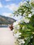 Videolu Beyaz ve Pembe Renkli 3 Adet Uzun Boylu Zakkum Fidanı Tüplü 40-85 cm (Oleander Sapling) 3