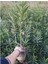 Videolu Beyaz ve Pembe Renkli 3 Adet Uzun Boylu Zakkum Fidanı Tüplü 40-85 cm (Oleander Sapling) 4