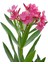 Videolu Beyaz ve Pembe Renkli 3 Adet Uzun Boylu Zakkum Fidanı Tüplü 40-85 cm (Oleander Sapling) 5