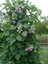 Videolu Kokulu Izmir Sarmaşığı Selluka Çiçeği Fidesi 1 Adet Saksılı/ Tüplü 40-70 cm (Vigna Caracalla) 2