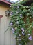 Videolu Kokulu Izmir Sarmaşığı Selluka Çiçeği Fidesi 1 Adet Saksılı/ Tüplü 40-70 cm (Vigna Caracalla) 5