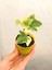 Videolu Mini Beyaz Alacalı Hedera Helix Sarmaşığı 15-25 cm Saksıda Dış Mekan Sarmaşık (Hedera Helix) 1
