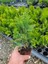 Cupressus Leylandii 40 Adet Leylandi Çam Ağacı Fidanı 10-25 cm Dış Mekan Çit Bitkisi 2
