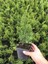 Cupressus Leylandii 40 Adet Leylandi Çam Ağacı Fidanı 10-25 cm Dış Mekan Çit Bitkisi 3
