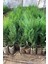 Videolu Soğuğa Dayanıklı 10 Adet Leylandi Çamı Fidanı 15-30 cm Tüplü (Leyland Cypress Sapling) 1