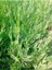 Videolu Soğuğa Dayanıklı 10 Adet Leylandi Çamı Fidanı 15-30 cm Tüplü (Leyland Cypress Sapling) 2