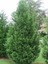 Videolu Soğuğa Dayanıklı 10 Adet Leylandi Çamı Fidanı 15-30 cm Tüplü (Leyland Cypress Sapling) 3