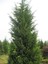 Videolu Soğuğa Dayanıklı 10 Adet Leylandi Çamı Fidanı 15-30 cm Tüplü (Leyland Cypress Sapling) 4