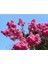 Pembe Oya Ağacı Fidanı 60 cm Saksılı 3