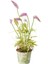 Videolu Hoş Kokulu 1 Adet Kelebek Çalısı Fidanı 40-60 cm Saksılı (Butterfly Bush Sapling) 1