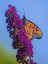 Videolu Hoş Kokulu 1 Adet Kelebek Çalısı Fidanı 40-60 cm Saksılı (Butterfly Bush Sapling) 2