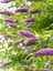 Videolu Hoş Kokulu 1 Adet Kelebek Çalısı Fidanı 40-60 cm Saksılı (Butterfly Bush Sapling) 4