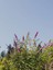 Videolu Hoş Kokulu 1 Adet Kelebek Çalısı Fidanı 40-60 cm Saksılı (Butterfly Bush Sapling) 5