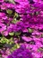 Videolu Gözalıcı Mor Sarılıcı Begonvil Çiçeği Fidanı 70-10 cm Saksılı Dış Mekan Purple Bougainvillea 3