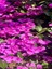 Videolu Gözalıcı Mor Sarılıcı Begonvil Çiçeği Fidanı 70-10 cm Saksılı Dış Mekan Purple Bougainvillea 4