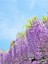 Videolu Mor Salkım 50-60 Saksılı/Tüplü Dış Mekan Sarmaşık Bitkileri Wisteria 1