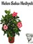 Kadınlar Gününe Özel Kırmızı Japon Gülü(Hibiscus Rosa) Helen Saksı Hediyeli 1