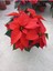 Videolu Hediyelik Atatürk Çiçeği Fidanı 30-40 cm Saksılı İç Mekan Bitkileri Poinsettia 3
