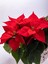 Videolu Hediyelik Atatürk Çiçeği Fidanı 30-40 cm Saksılı İç Mekan Bitkileri Poinsettia 4