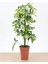Videolu Tek Dal Alacalı Şeflera Çiçeği 50-90 cm Saksılı İç Mekan Ofis Bitkileri (Schefflera) 3
