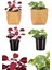 Videolu Çingene Şalvarı-Hedera Helix Sarmaşığı 2 Adet Saksılı 10-15 cm İç/ Dış Mekan Bitkisi 1