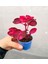 Videolu Çingene Şalvarı-Hedera Helix Sarmaşığı 2 Adet Saksılı 10-15 cm İç/ Dış Mekan Bitkisi 2