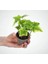 Videolu Çingene Şalvarı-Hedera Helix Sarmaşığı 2 Adet Saksılı 10-15 cm İç/ Dış Mekan Bitkisi 3