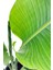 Strelitzia Nicolai 'starliçe' - Beyaz Cennet Kuşu Çiçeği - Ev Ofis Salon İç Mekan Bitkisi - 40 cm 2