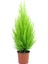 Videolu İthal Limon Servi Çam Fidanı 1 Adet Saksılı/ Tüplü 30-50 cm(CUPRESSUS Macrocarpa Goldcrest) 2