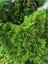 Videolu İthal Limon Servi Çam Fidanı 1 Adet Saksılı/ Tüplü 30-50 cm(CUPRESSUS Macrocarpa Goldcrest) 3