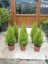 Videolu İthal Limon Servi Çam Fidanı 1 Adet Saksılı/ Tüplü 30-50 cm(CUPRESSUS Macrocarpa Goldcrest) 4