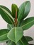 Videolu Kauçuk Bitkisi Tek Gövde 1 Adet Saksılı 50-60 cm Ev Ofis Salon Bitkisi (Ficus Elastica) 1