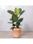 Videolu Kauçuk Bitkisi Tek Gövde 1 Adet Saksılı 50-60 cm Ev Ofis Salon Bitkisi (Ficus Elastica) 2