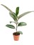 Videolu Kauçuk Bitkisi Tek Gövde 1 Adet Saksılı 50-60 cm Ev Ofis Salon Bitkisi (Ficus Elastica) 5