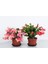 Schlumbergera - Yılbaşı Çiçeği 2 Adet 1