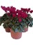 Videolu Karışık Renk Sıklamen 3 Adet Saksılı 15-30 cm İç Mekan Salon Bitkisi (Cyclamen) 2
