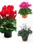 Videolu Karışık Renk Sıklamen 3 Adet Saksılı 15-30 cm İç Mekan Salon Bitkisi (Cyclamen) 3