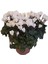Videolu Karışık Renk Sıklamen 3 Adet Saksılı 15-30 cm İç Mekan Salon Bitkisi (Cyclamen) 4
